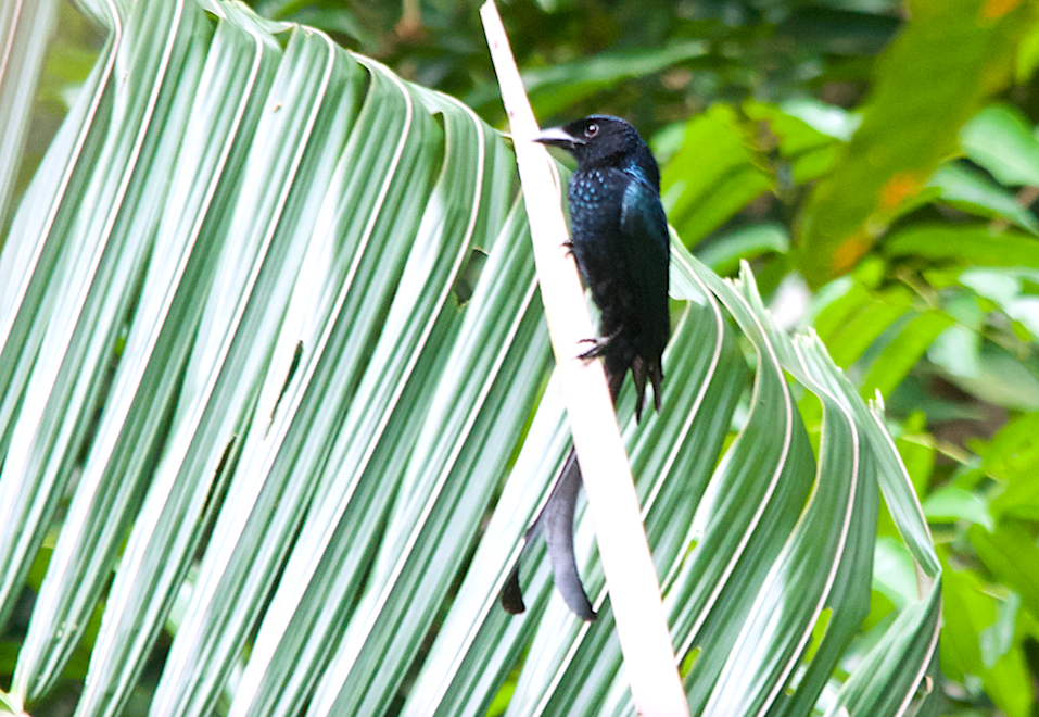 Tablas Drongo - ML438953791