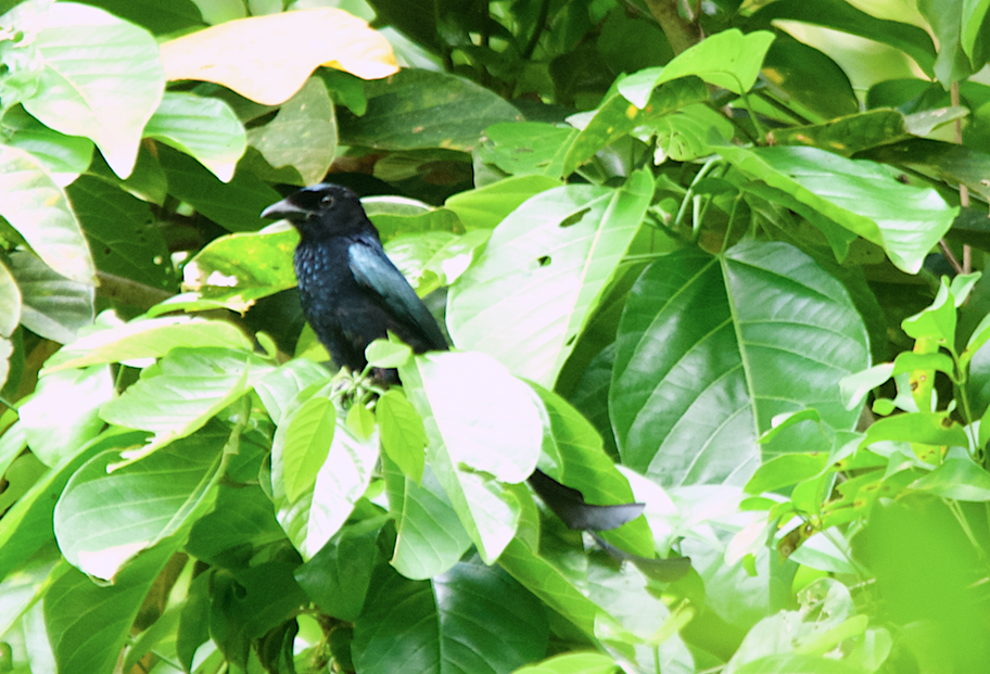 Tablas Drongo - ML438953941