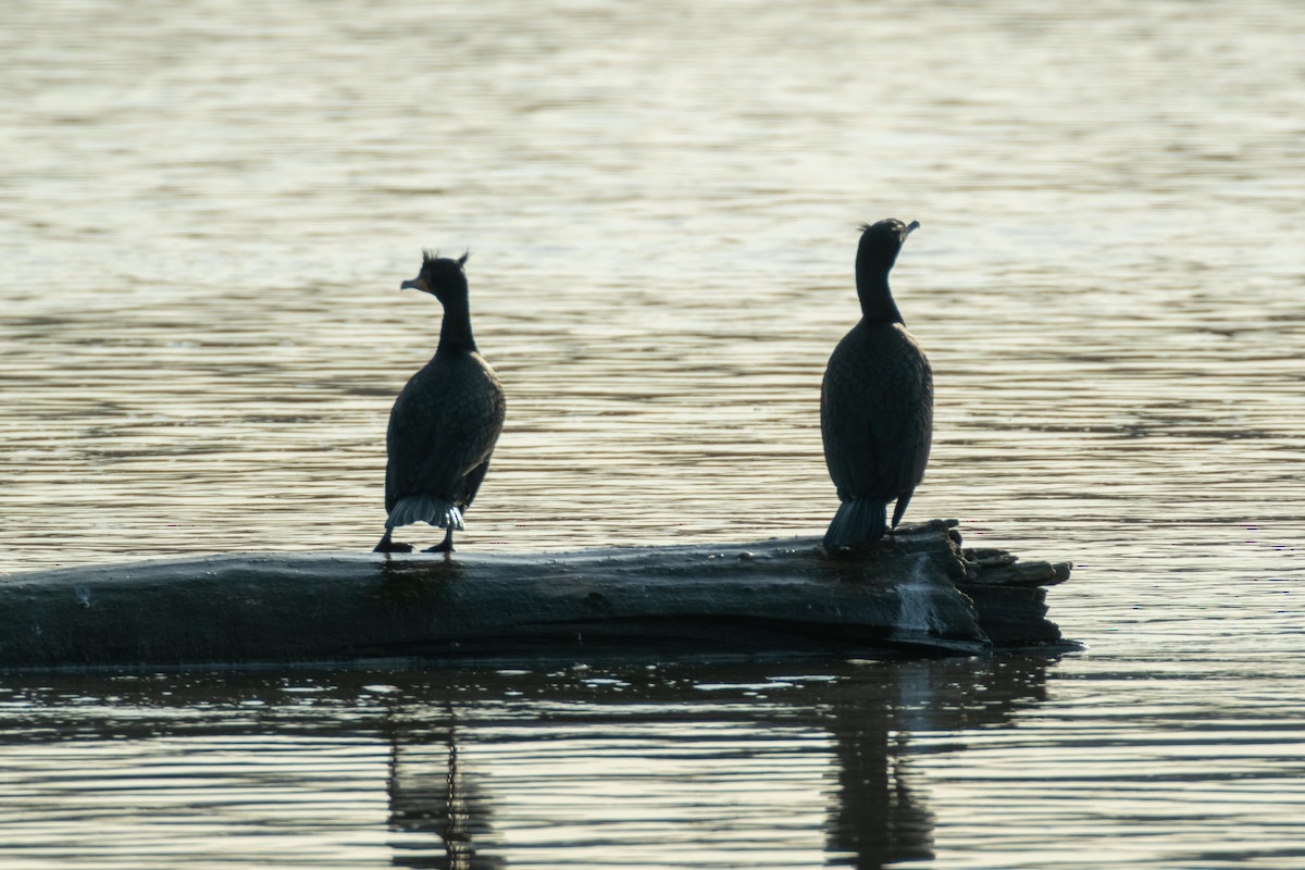 Cormoran à aigrettes - ML438954451