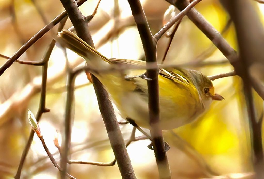 White-eyed Vireo - ML438954951