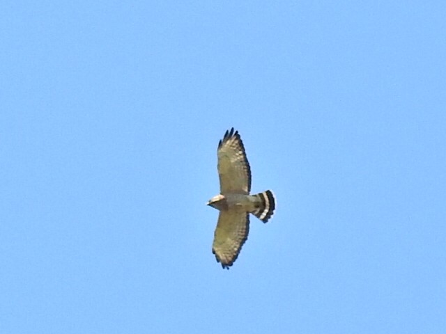 Broad-winged Hawk - ML438955791