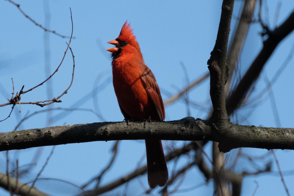 Northern Cardinal - ML438956081