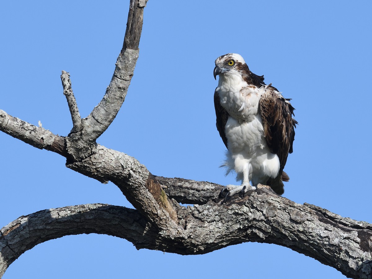 Osprey - ML438956301