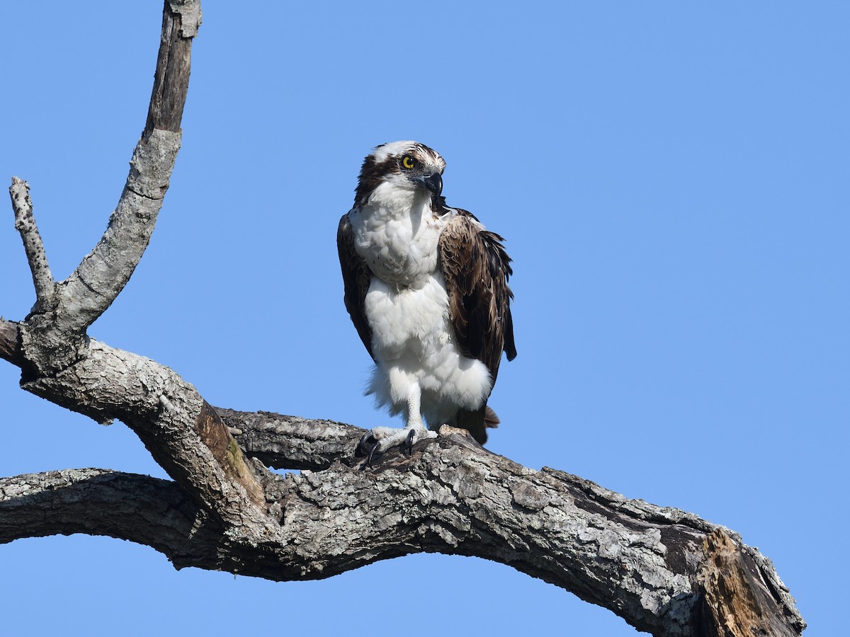 Osprey - ML438956341
