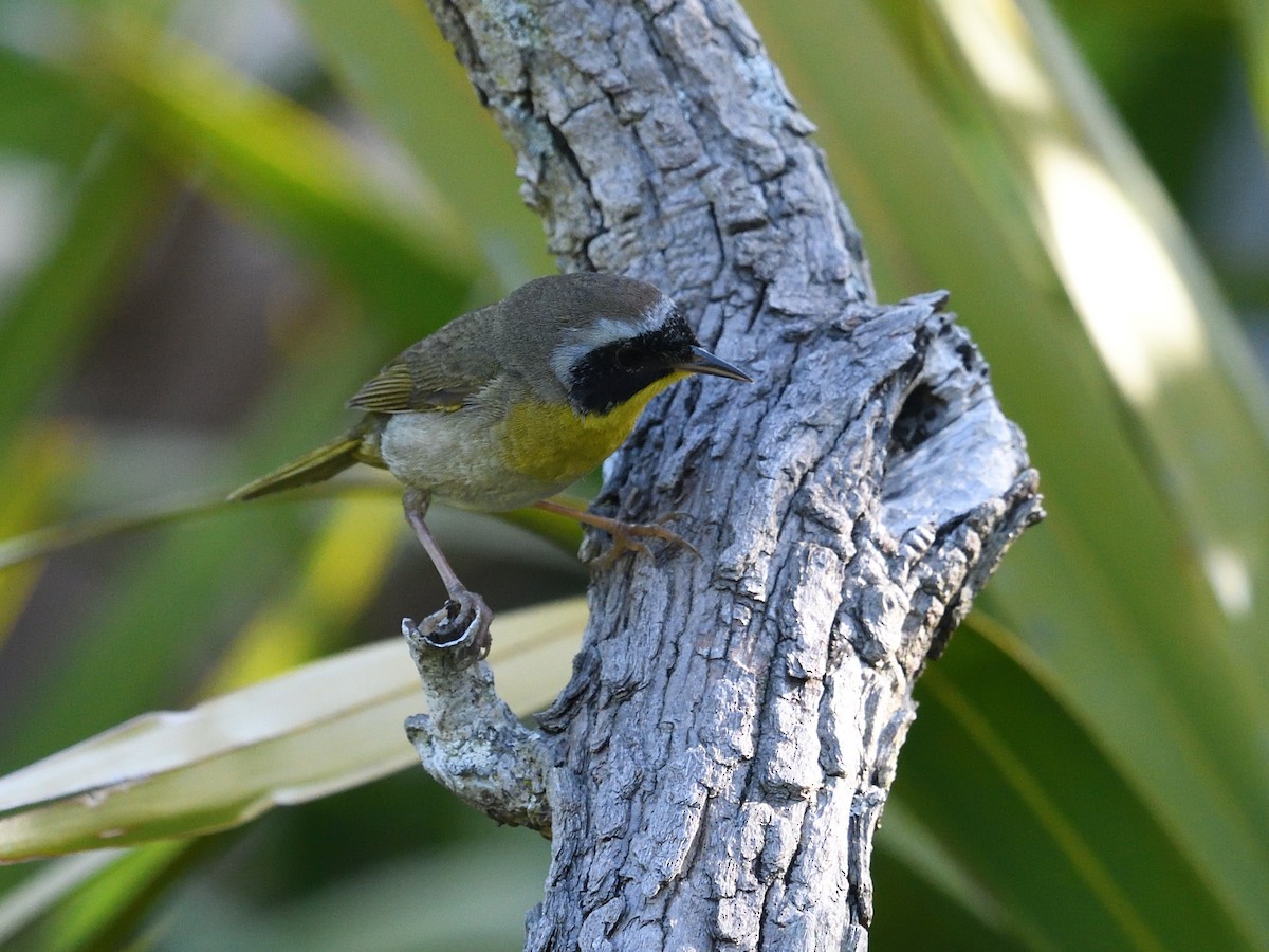 Common Yellowthroat - ML438956441