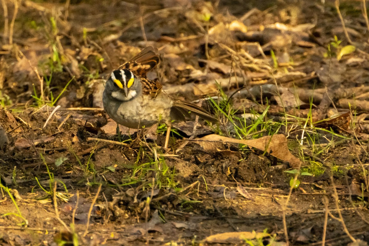 White-throated Sparrow - ML438957261