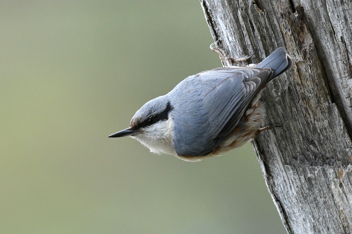 Eurasian Nuthatch - ML438957351