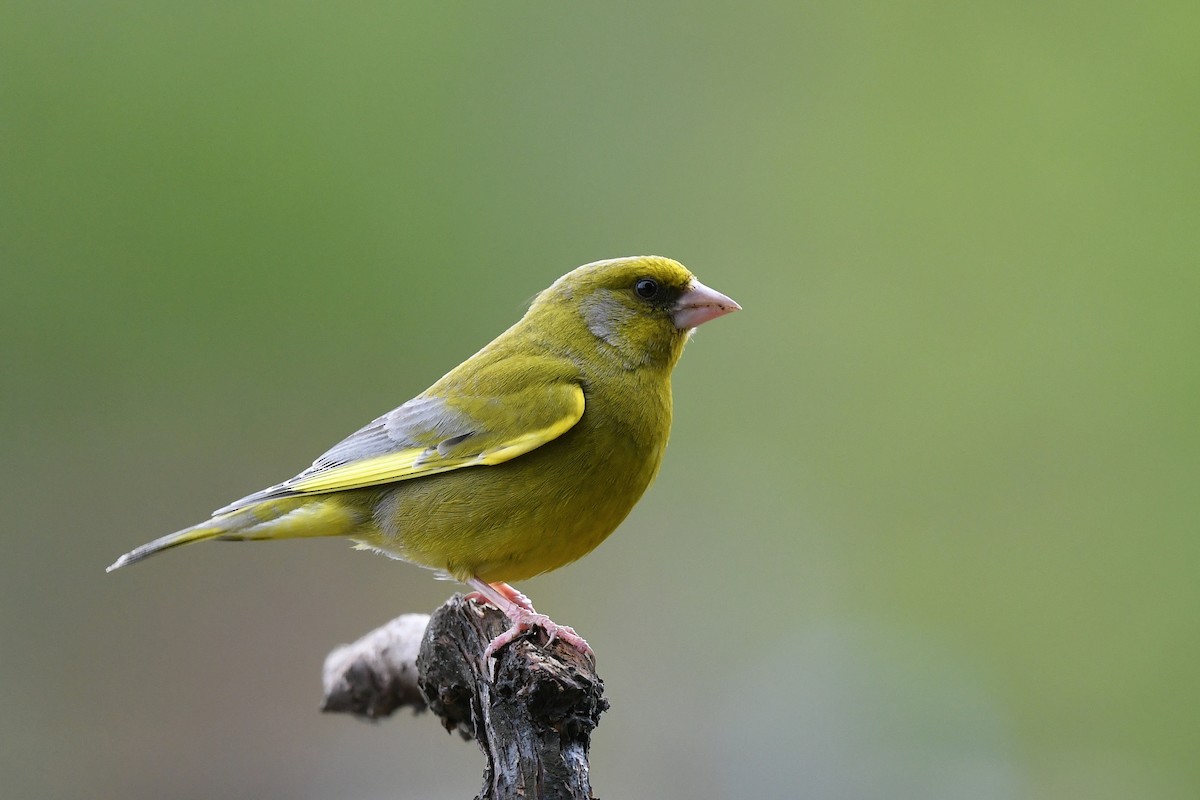 European Greenfinch - ML438958011