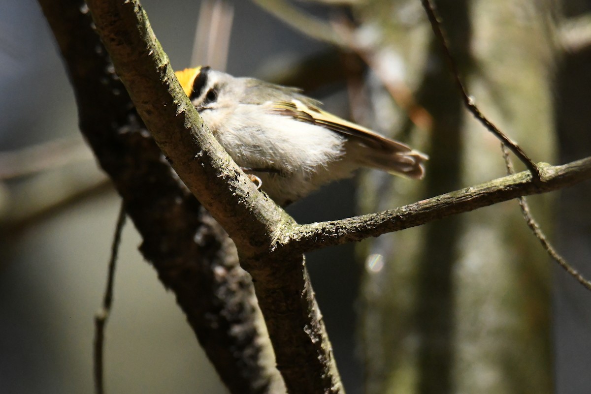 Golden-crowned Kinglet - france dallaire