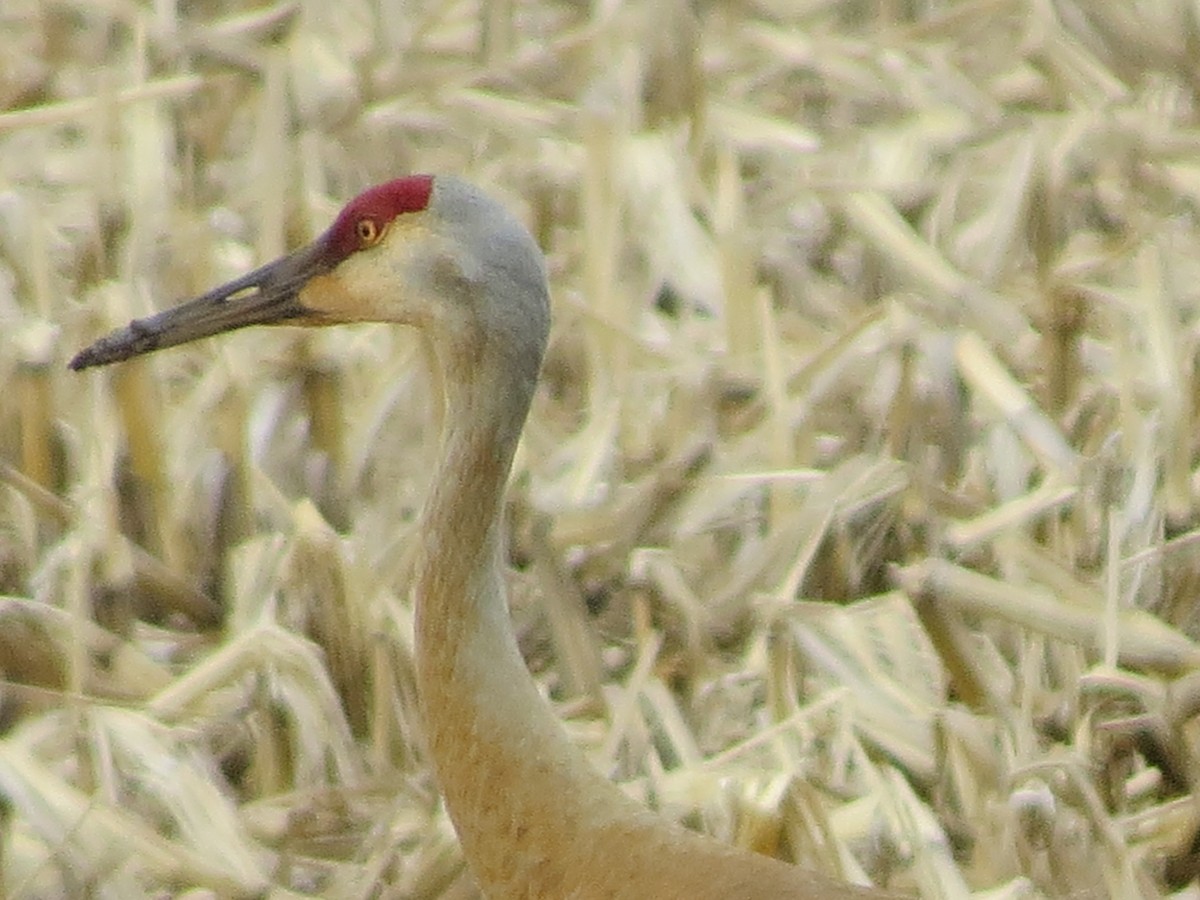 Sandhill Crane - ML438959981