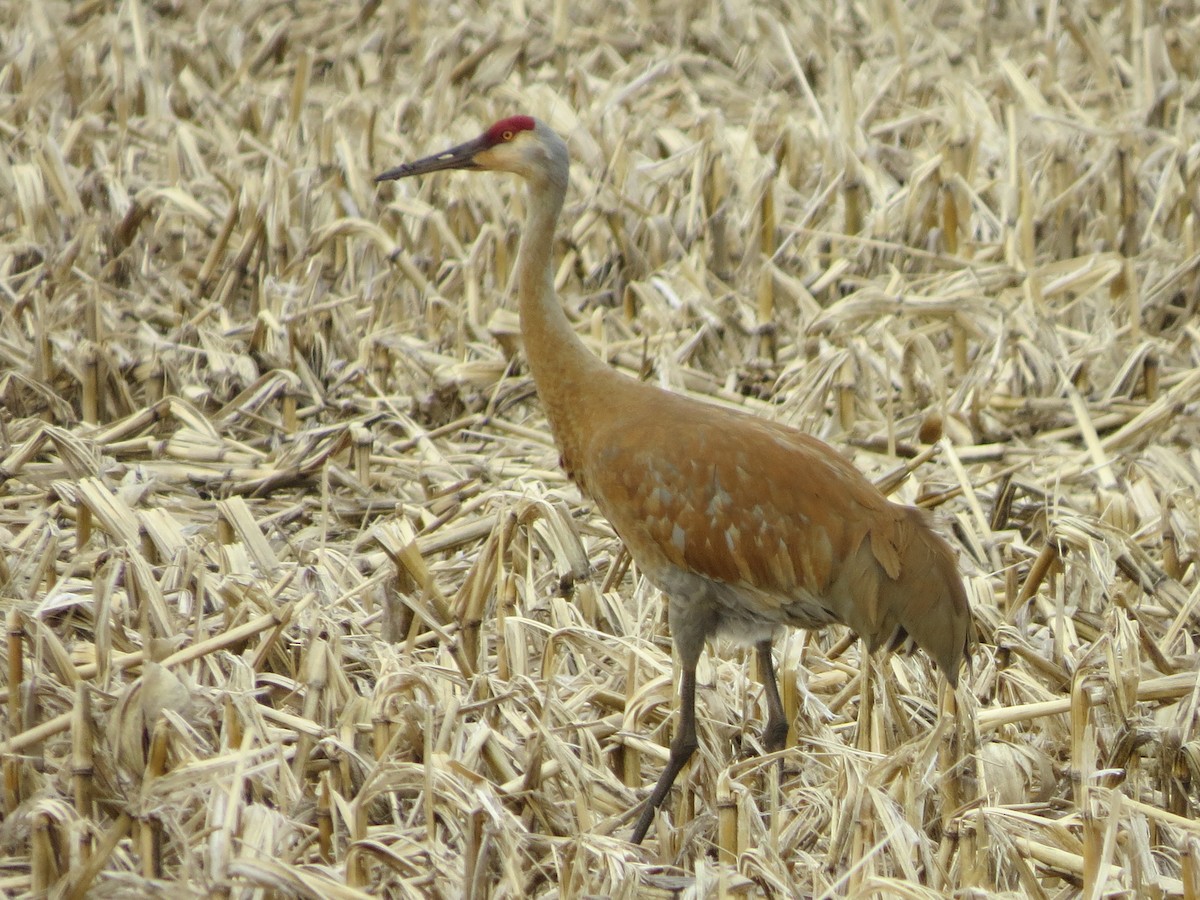 Sandhill Crane - ML438960011