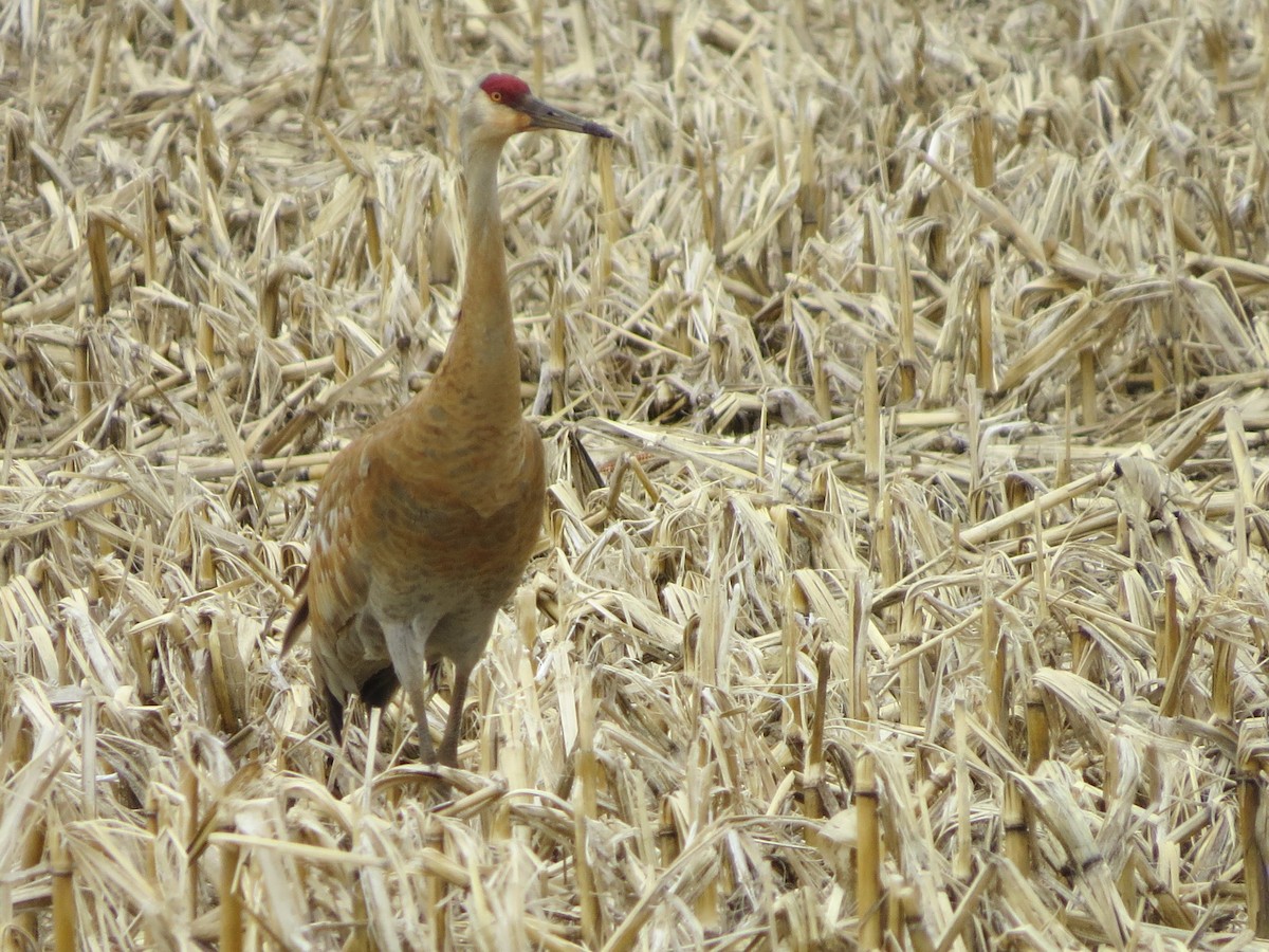 Sandhill Crane - ML438960041