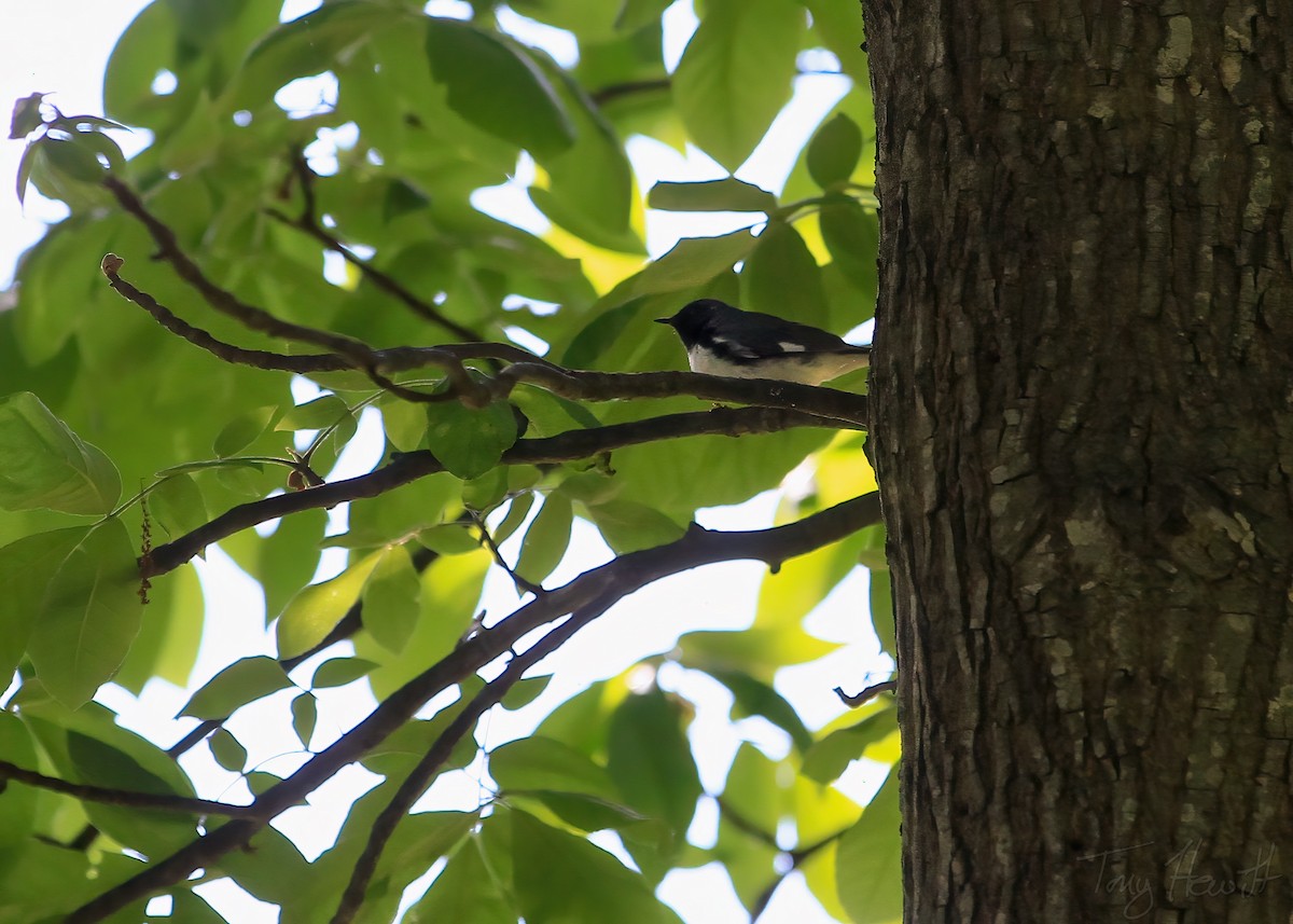Black-throated Blue Warbler - ML438960971