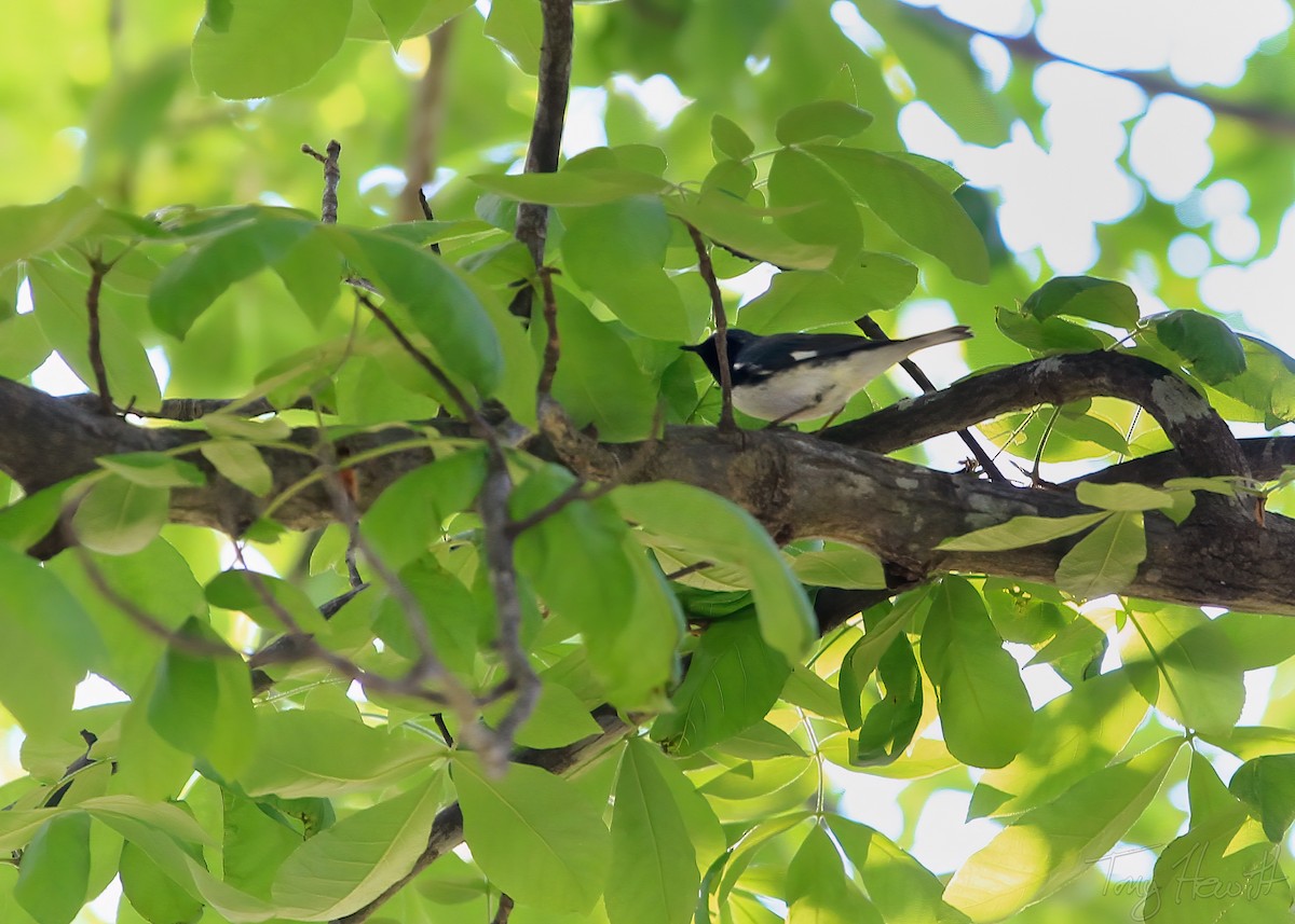 Black-throated Blue Warbler - ML438960981