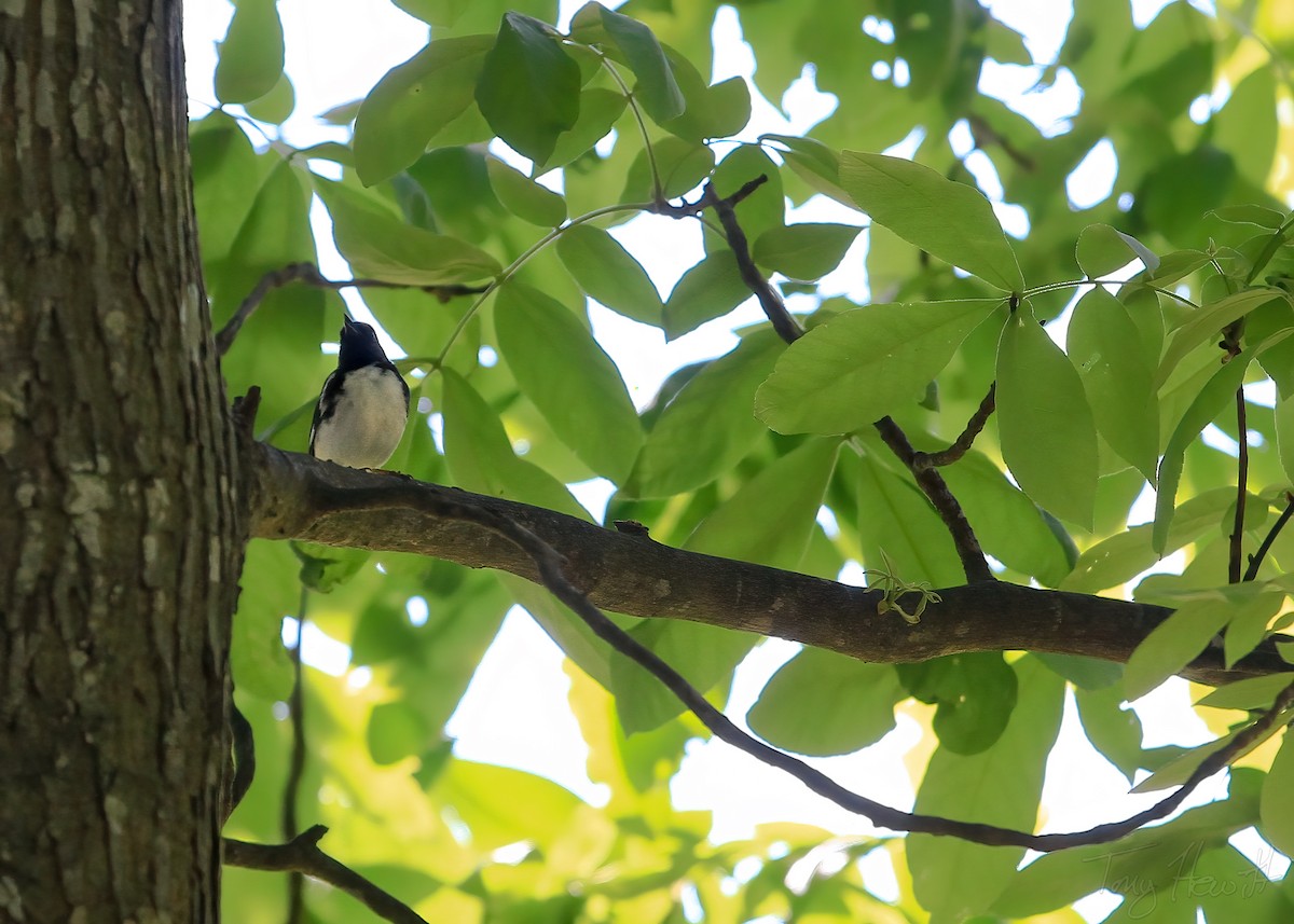Black-throated Blue Warbler - ML438960991