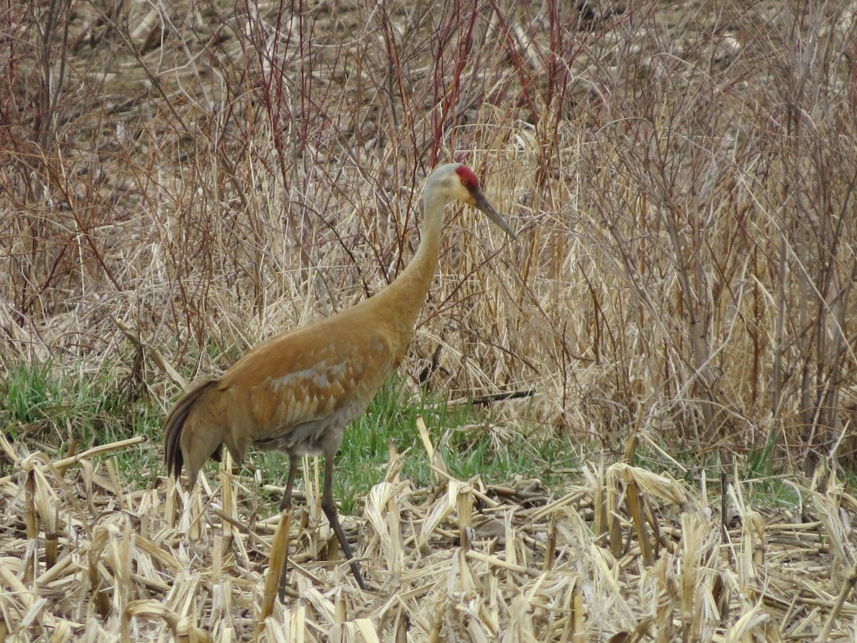 Grue du Canada - ML438961161