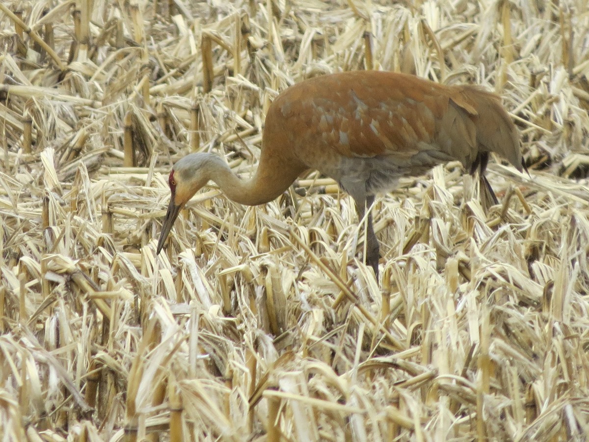 Sandhill Crane - ML438961241