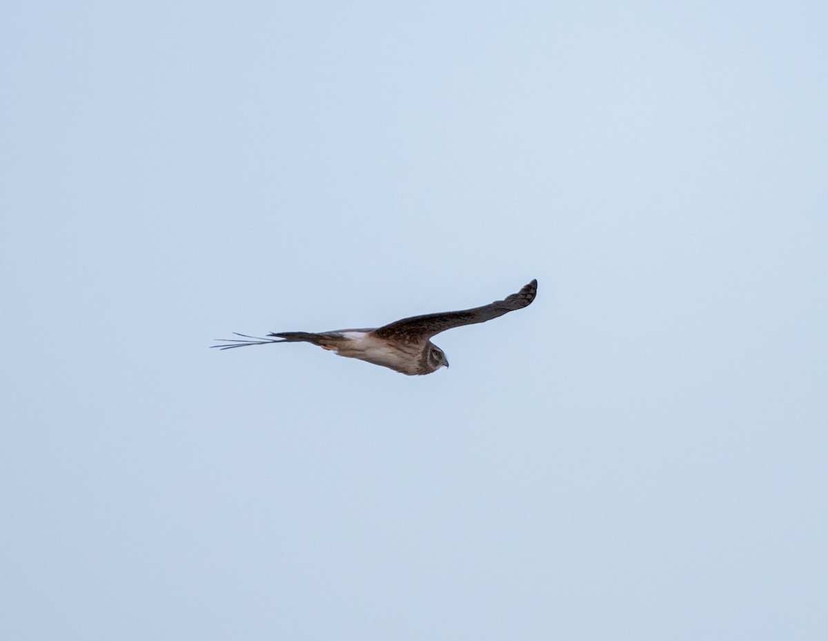 Northern Harrier - ML438962371