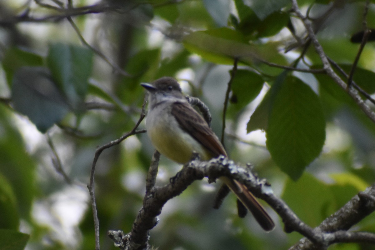 Ash-throated Flycatcher - YENER GRANADOS HERRERA