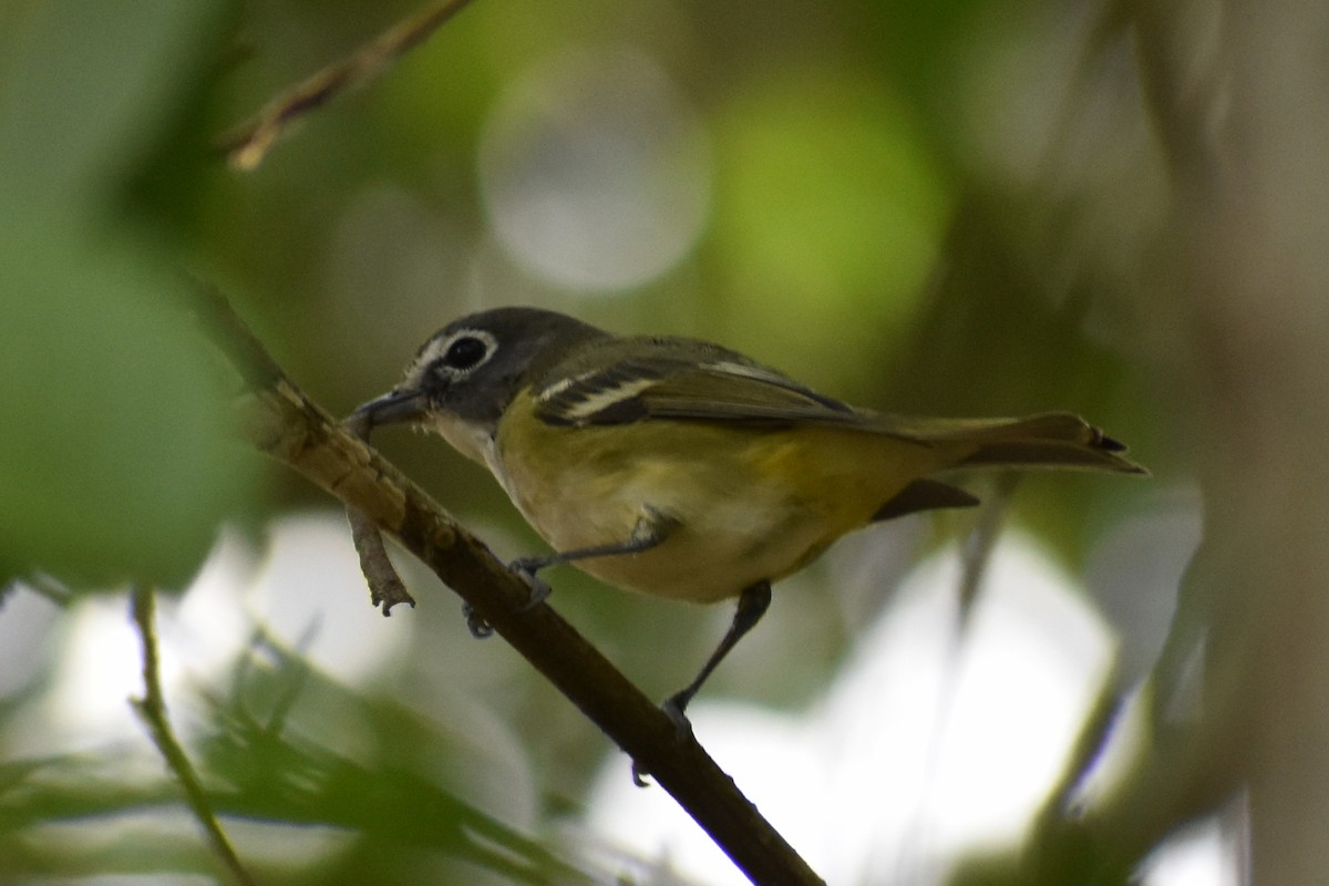 Blue-headed Vireo - YENER GRANADOS HERRERA