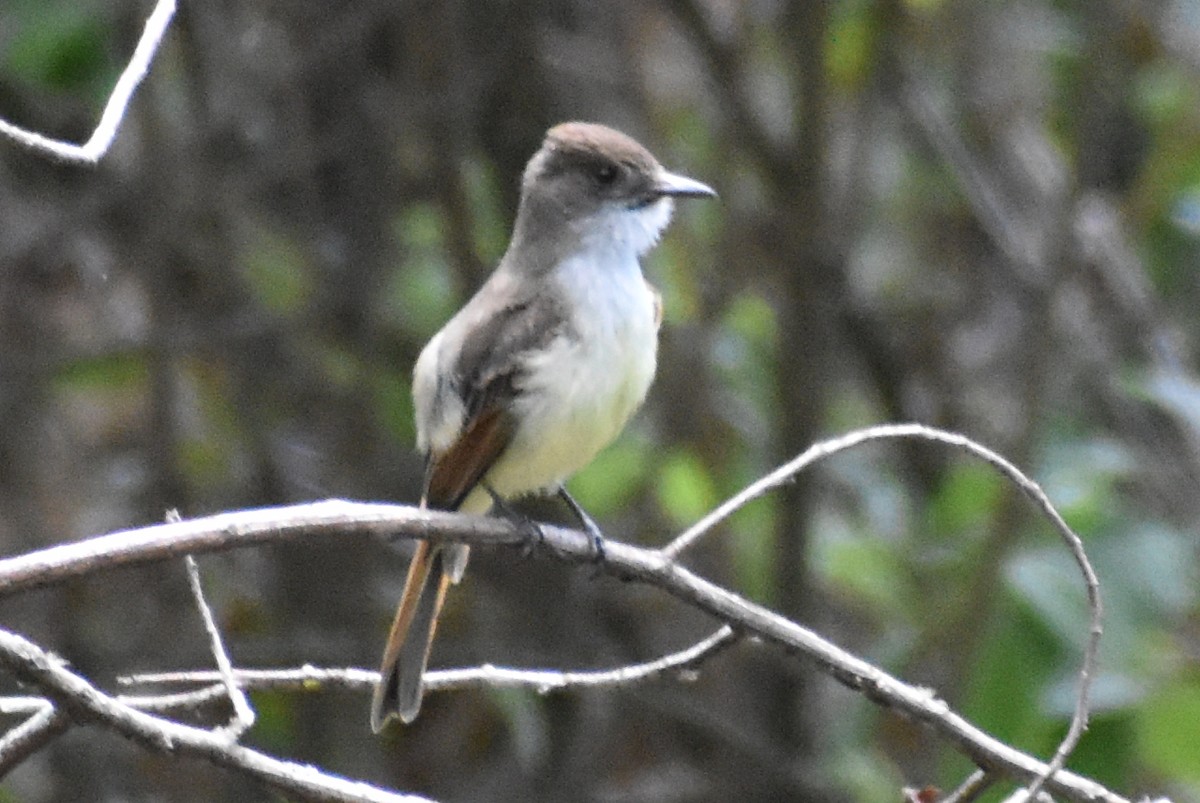 Ash-throated Flycatcher - YENER GRANADOS HERRERA