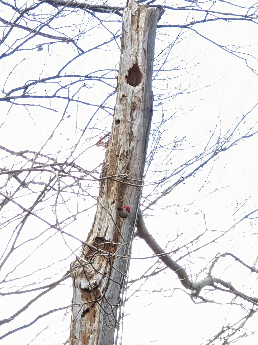 Red-bellied Woodpecker - ML438964731