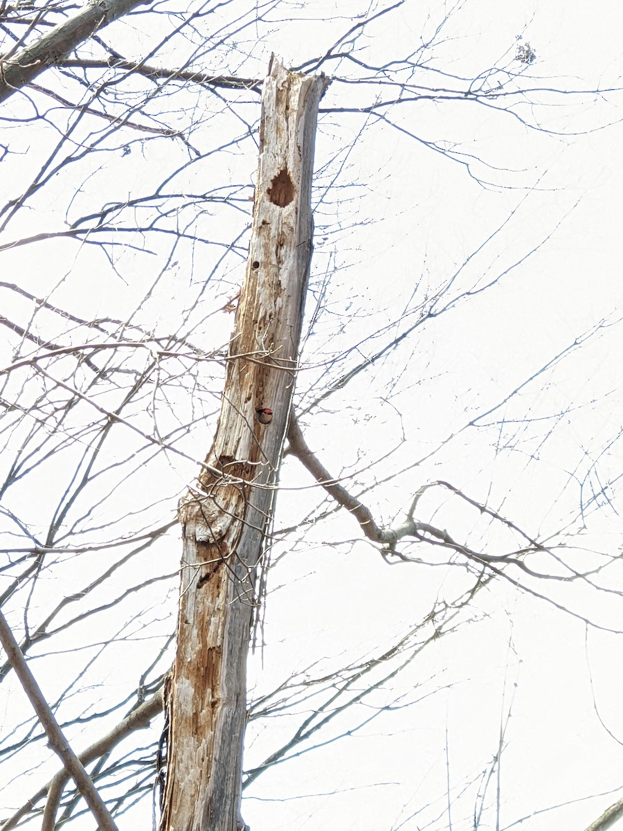 Red-bellied Woodpecker - Ann Arbor Natural Area Preservation Volunteer