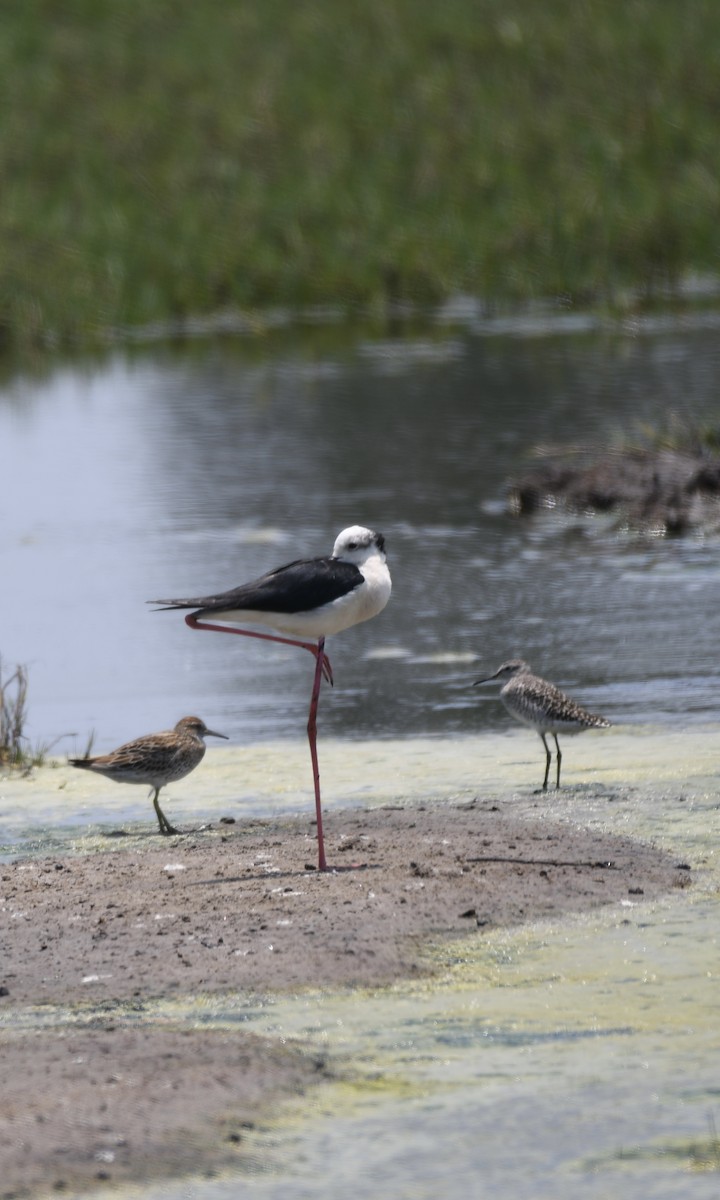 Wood Sandpiper - ML438965021