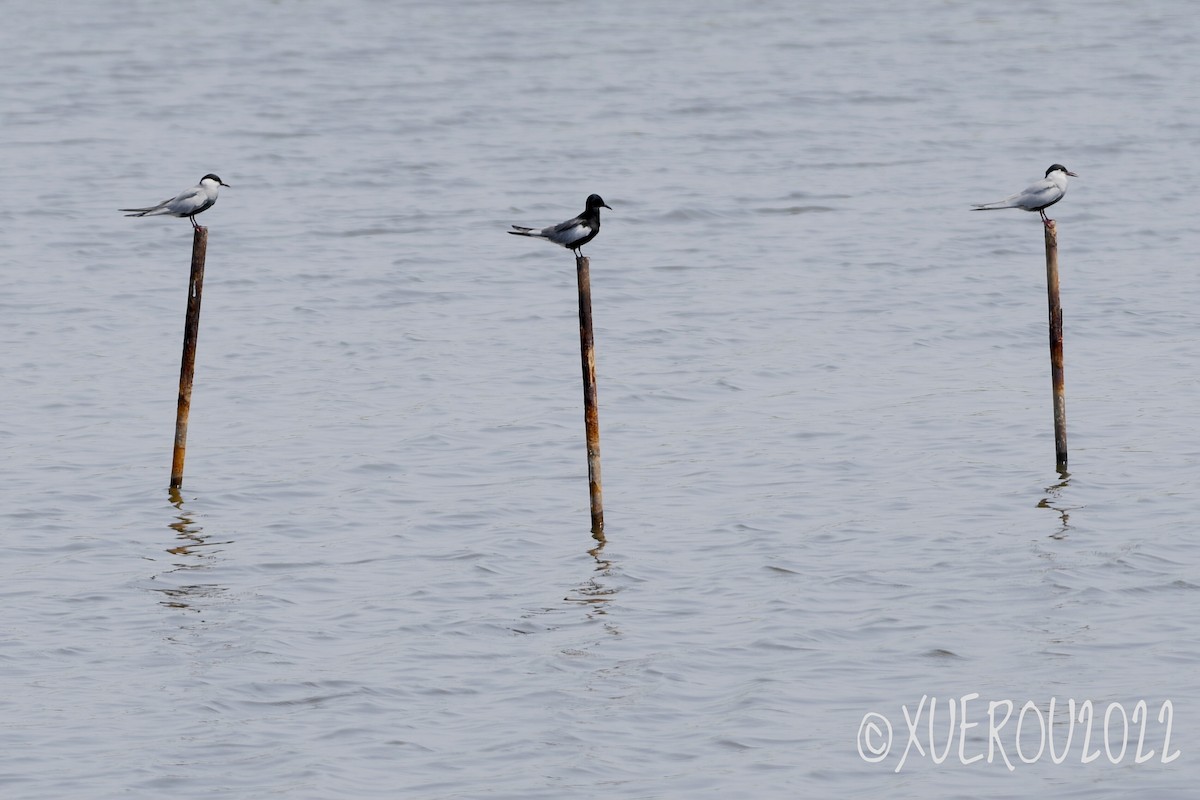 Whiskered Tern - ML438965421