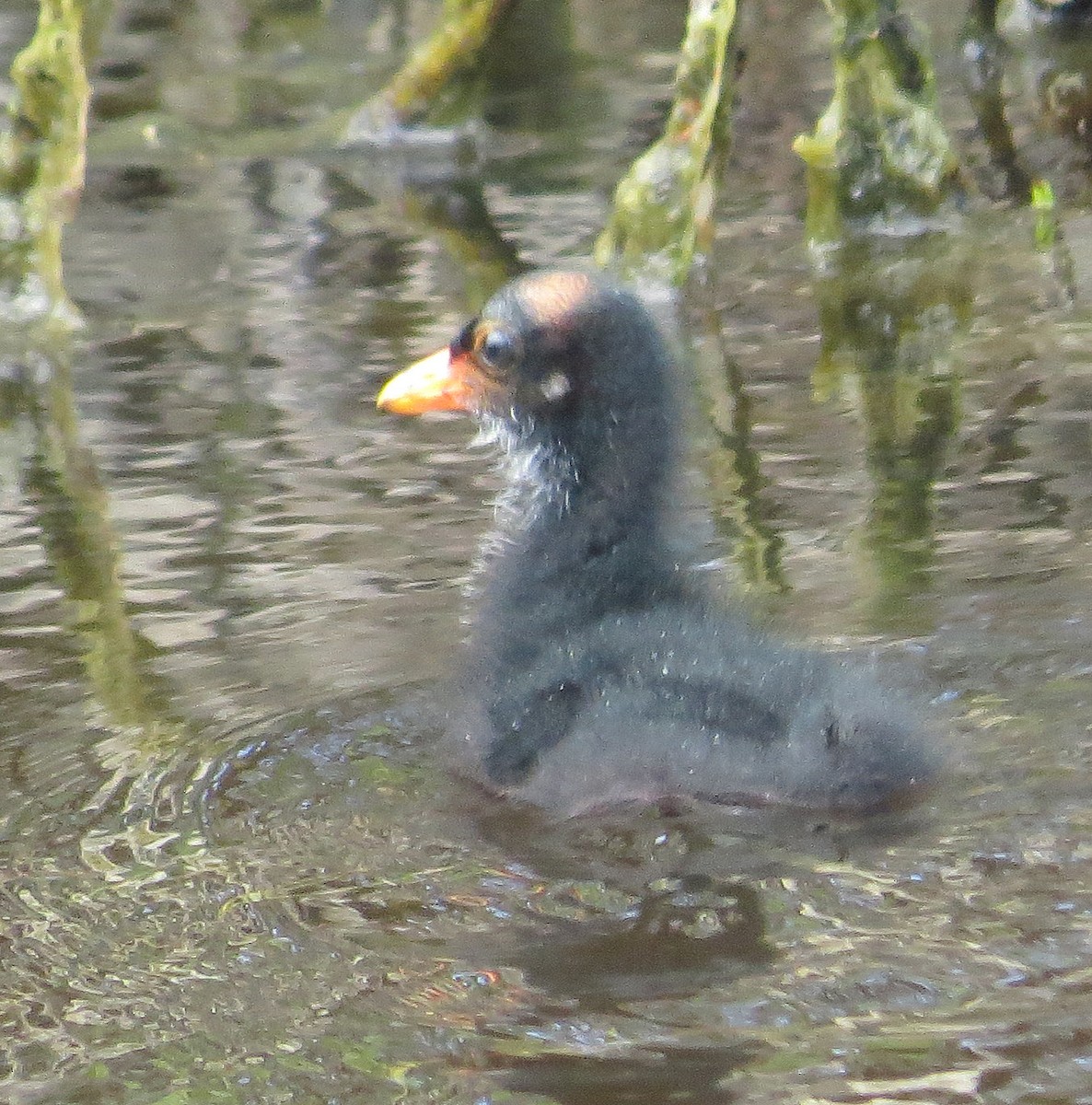 Common Gallinule - ML438965511