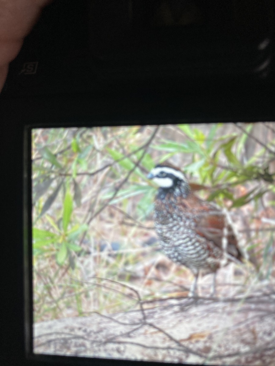 Northern Bobwhite - ML438969381