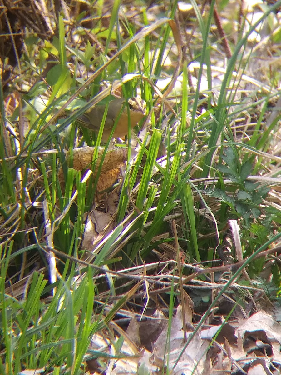 Worm-eating Warbler - ML438969541