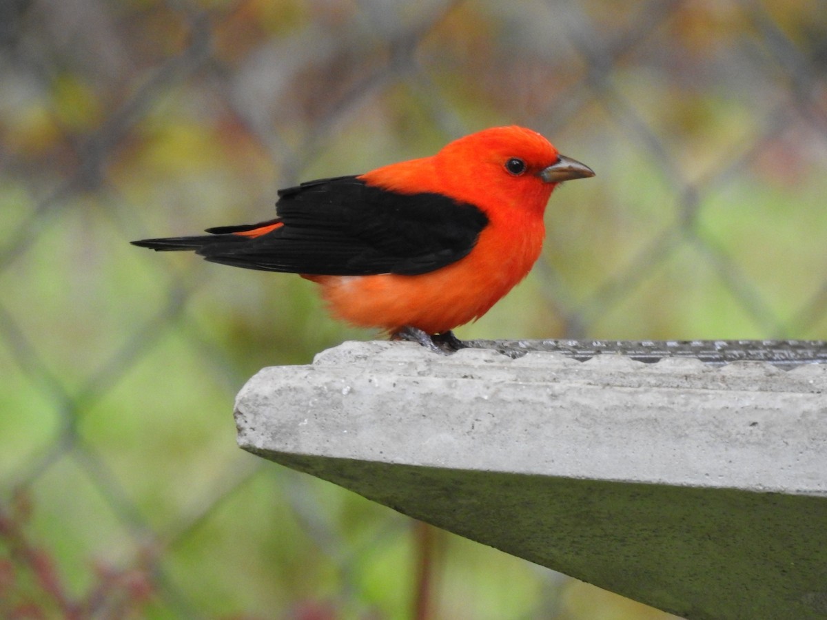 Scarlet Tanager - ML438970261