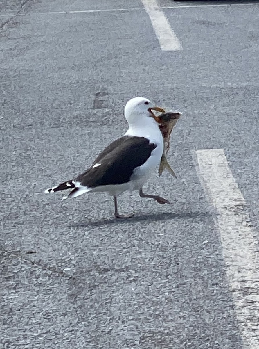 Great Black-backed Gull - ML438970691