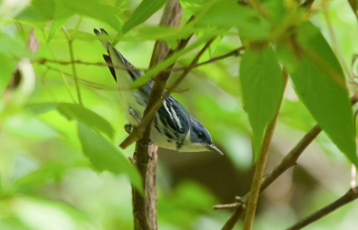 Blauwaldsänger - ML438971631