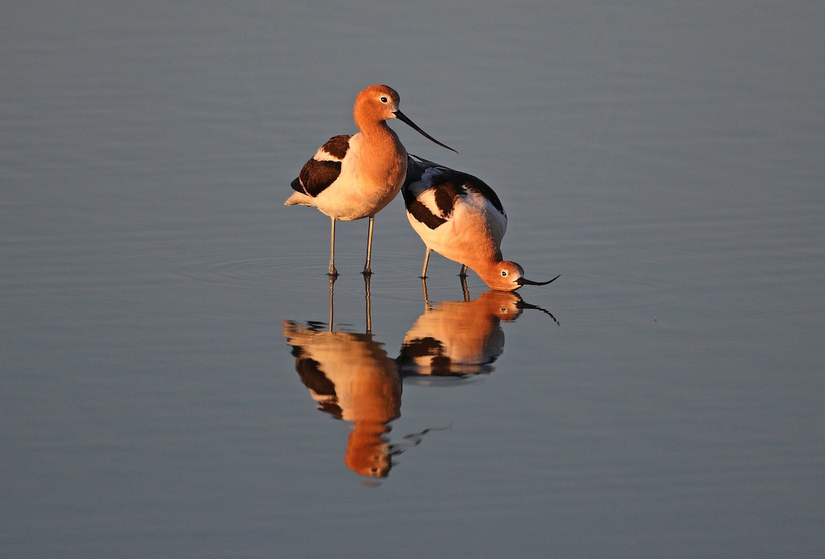 American Avocet - Tom Blandford