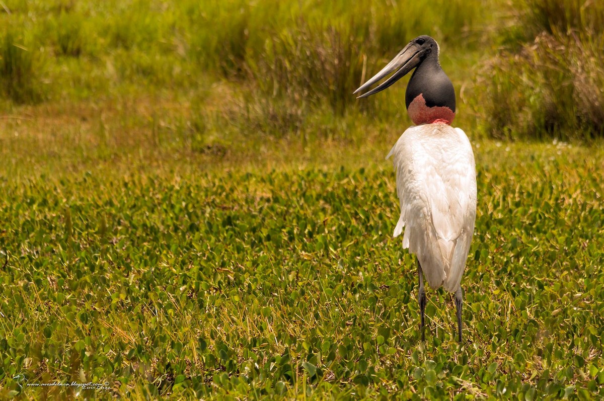 Jabiru - Marcelo Allende