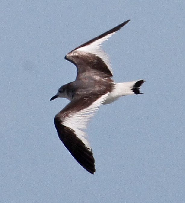 Sabine's Gull - Steve Collins