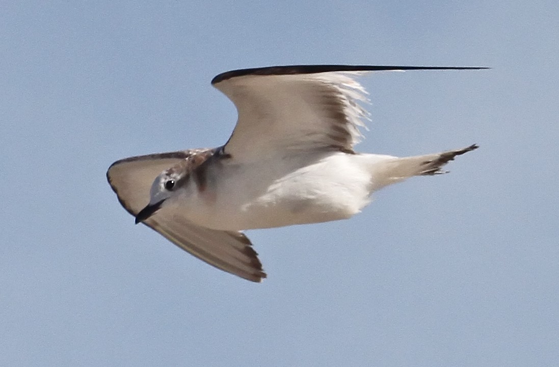 Sabine's Gull - Steve Collins