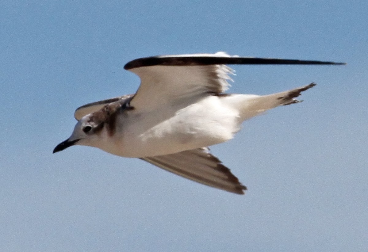 Sabine's Gull - Steve Collins