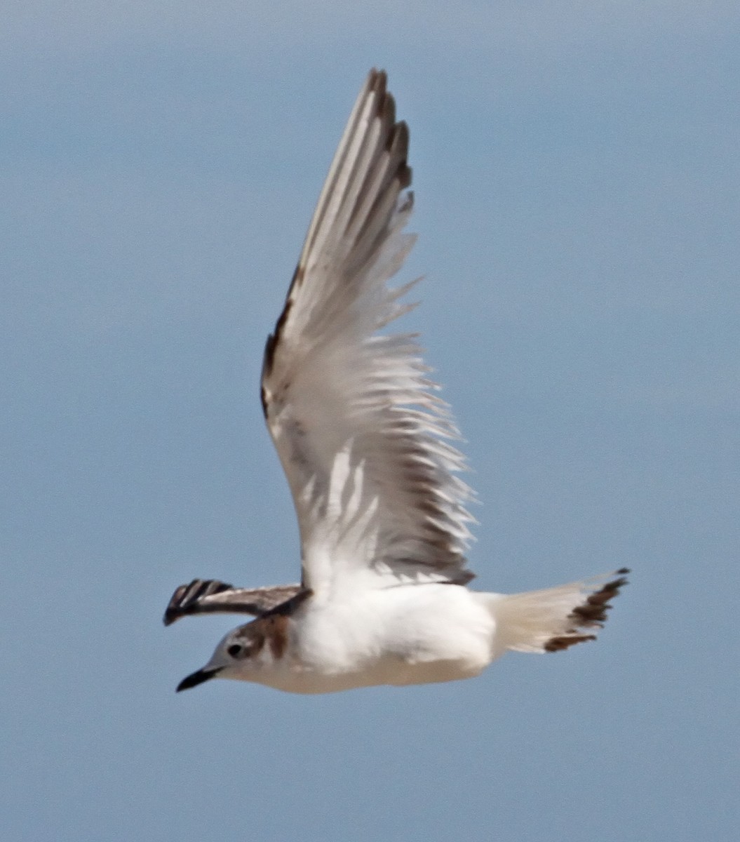 Sabine's Gull - Steve Collins