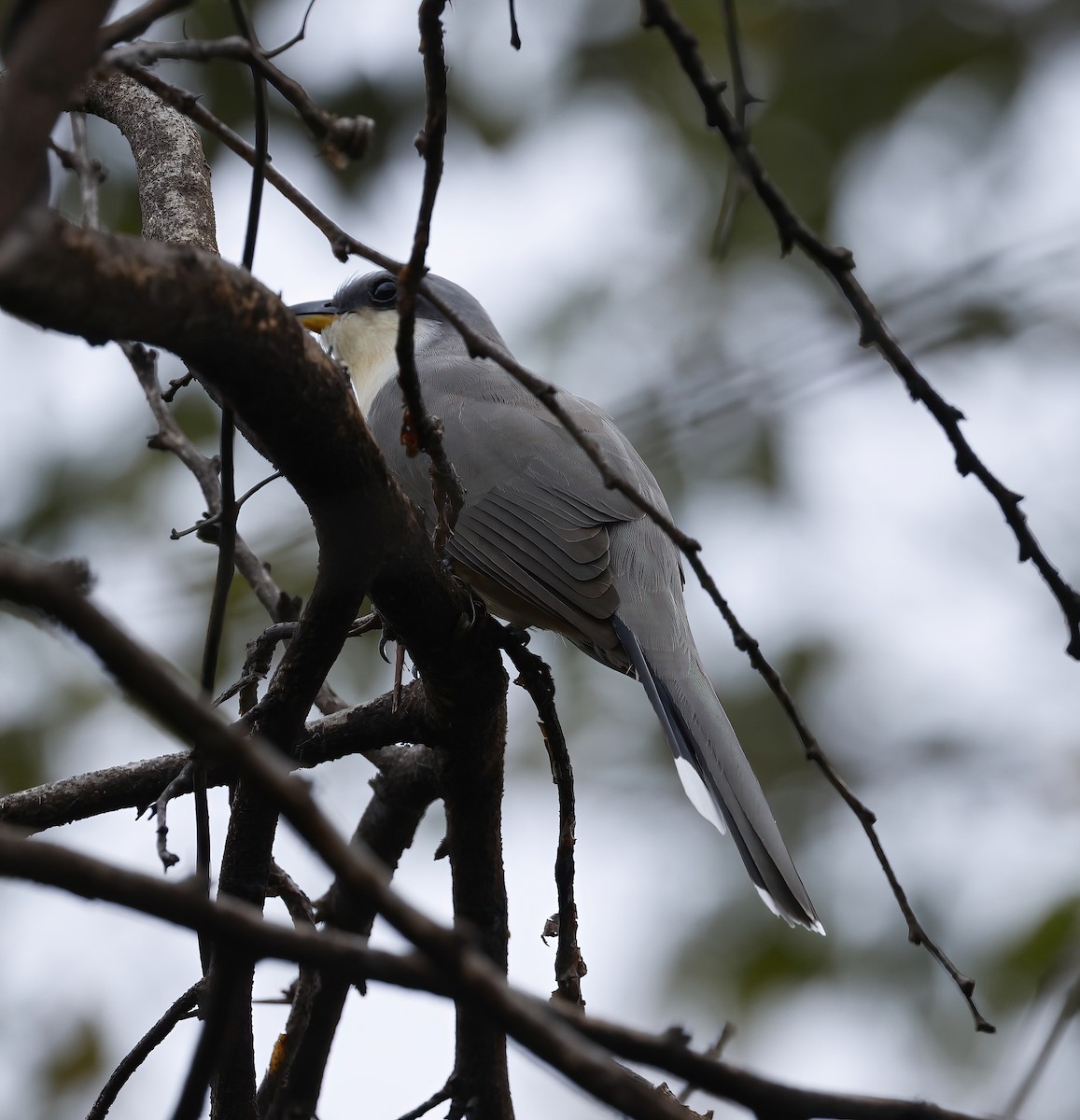 Mangrove Cuckoo - ML438974151