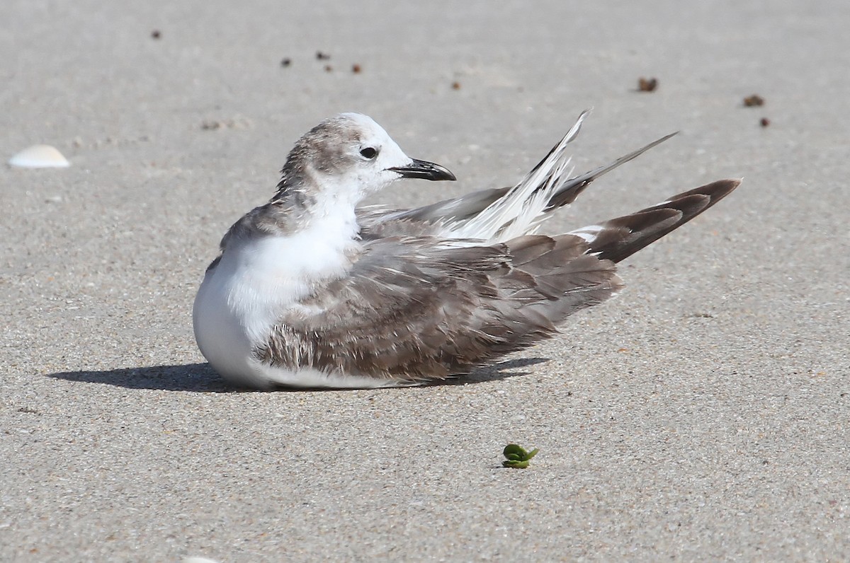 Sabine's Gull - ML43897471