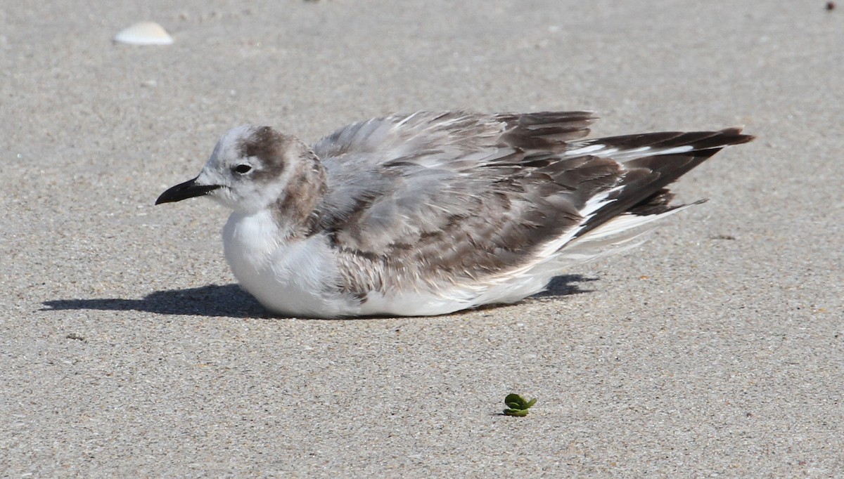 Sabine's Gull - Steve Collins