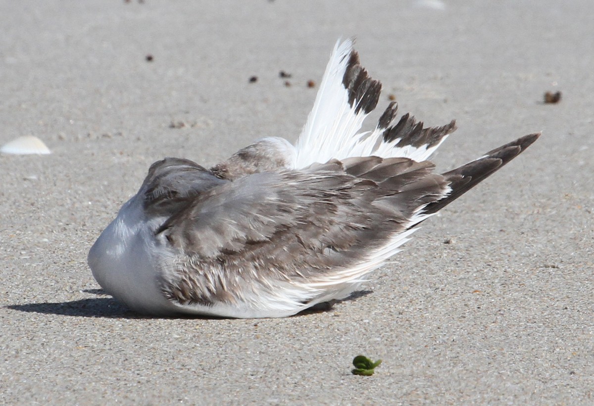 Sabine's Gull - ML43897581