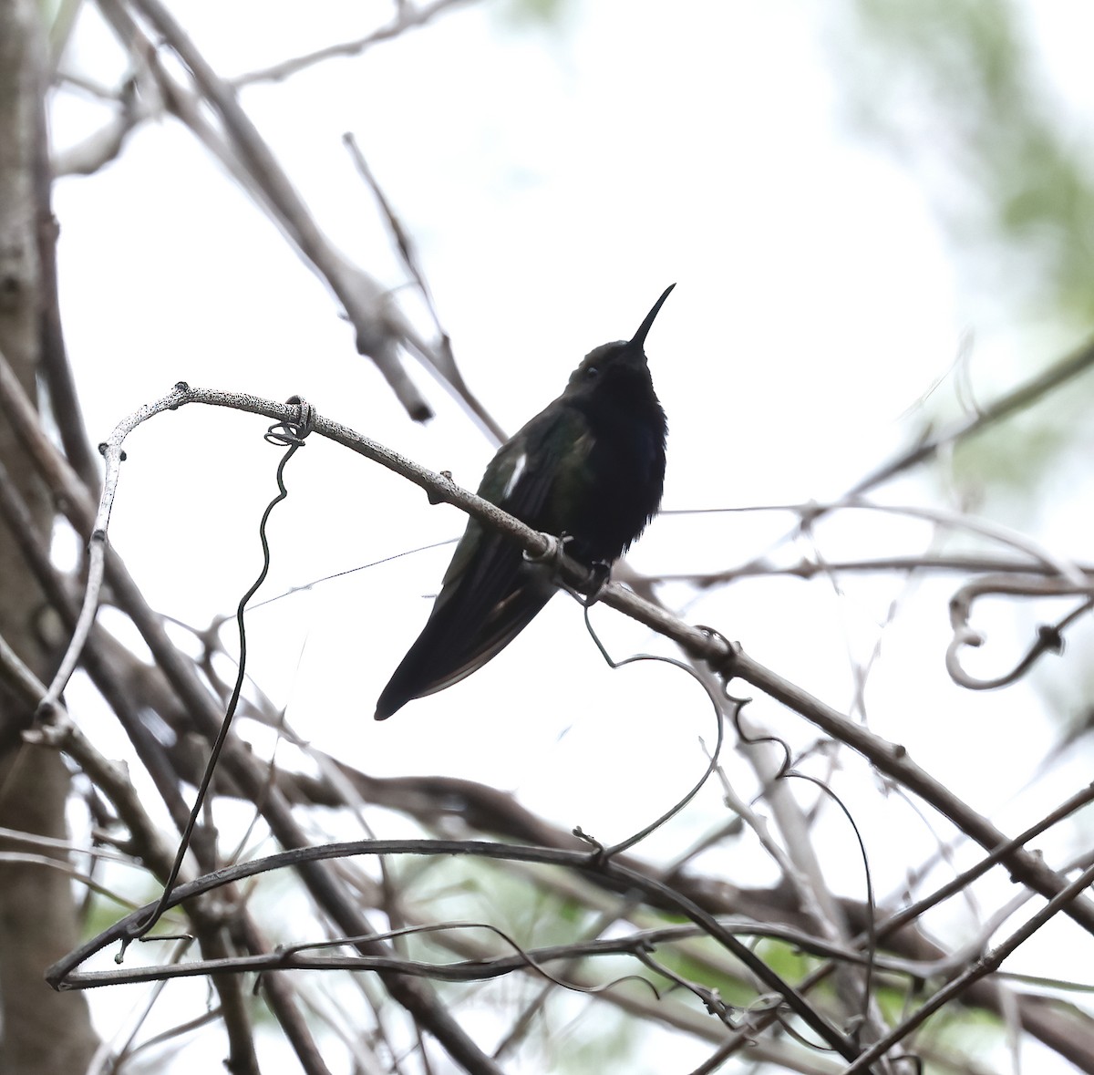 kolibřík haitský - ML438977701