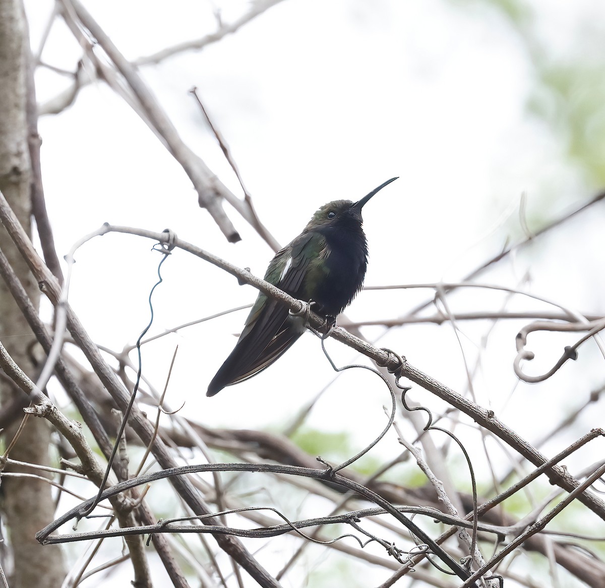 kolibřík haitský - ML438977761