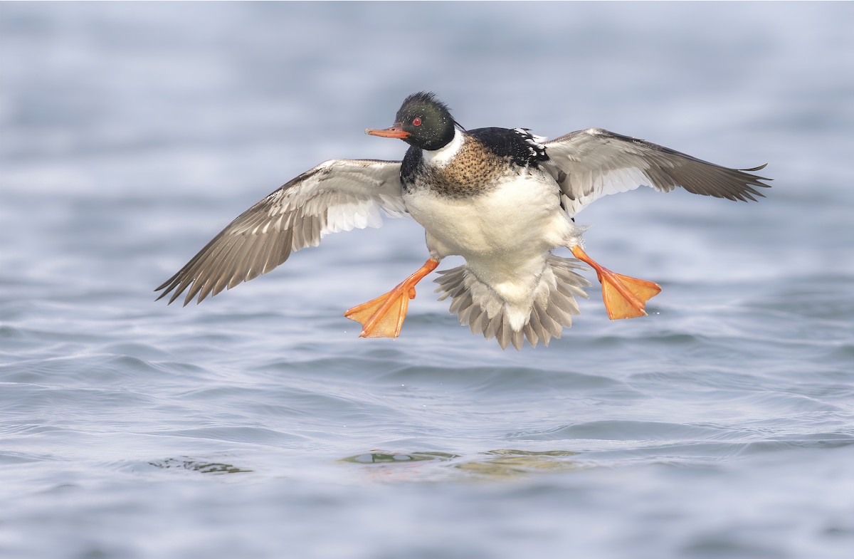 Red-breasted Merganser - ML438980191