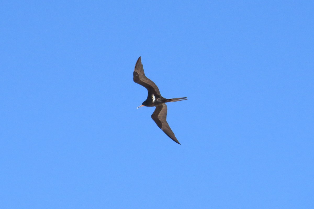 Lesser Frigatebird - ML438980791