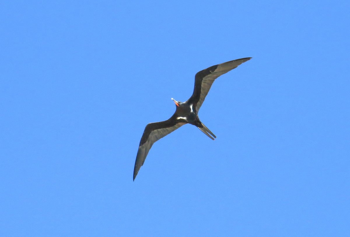 Lesser Frigatebird - ML438980801